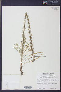 Liatris pilosa image