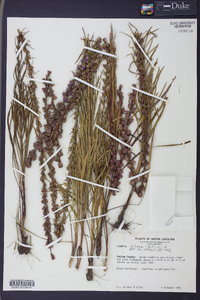 Liatris pilosa image