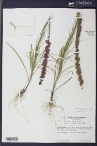 Liatris pilosa image