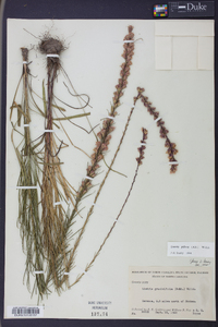 Liatris pilosa image