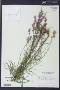 Liatris pilosa image