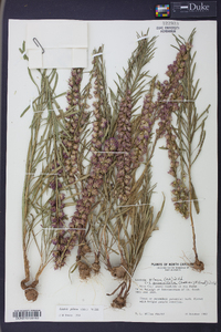 Liatris pilosa image