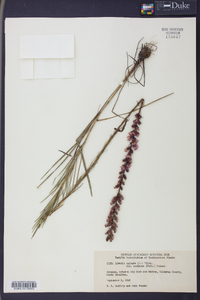 Liatris spicata image