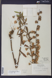 Liatris squarrulosa image