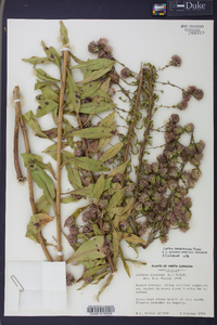 Liatris squarrulosa image