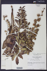 Liatris squarrulosa image