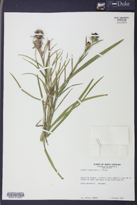 Liatris squarrosa image