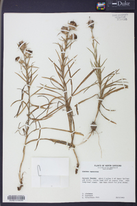 Liatris squarrosa image