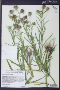 Liatris squarrosa image