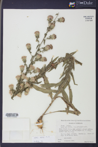 Liatris aspera image