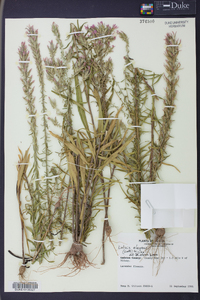 Liatris elegans image