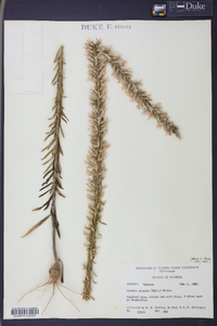 Liatris elegans image