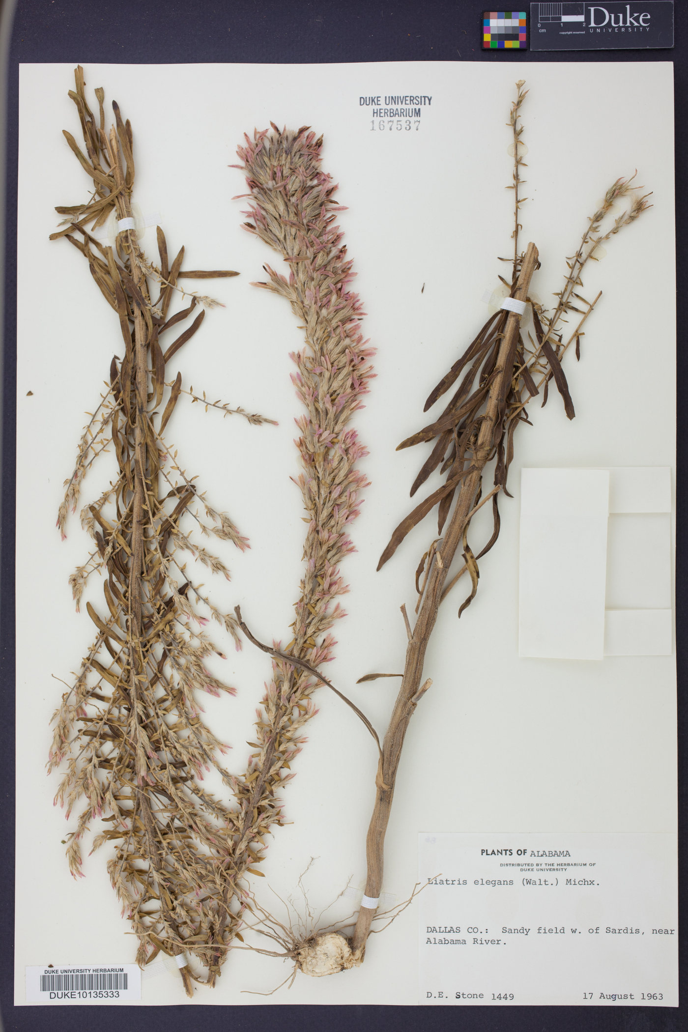 Liatris elegans image