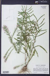 Liatris elegans image