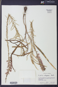 Liatris elegans image