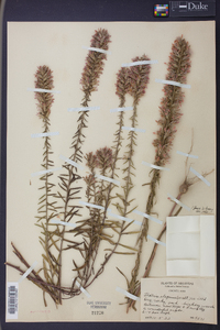 Liatris elegans image