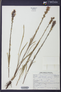 Liatris garberi image