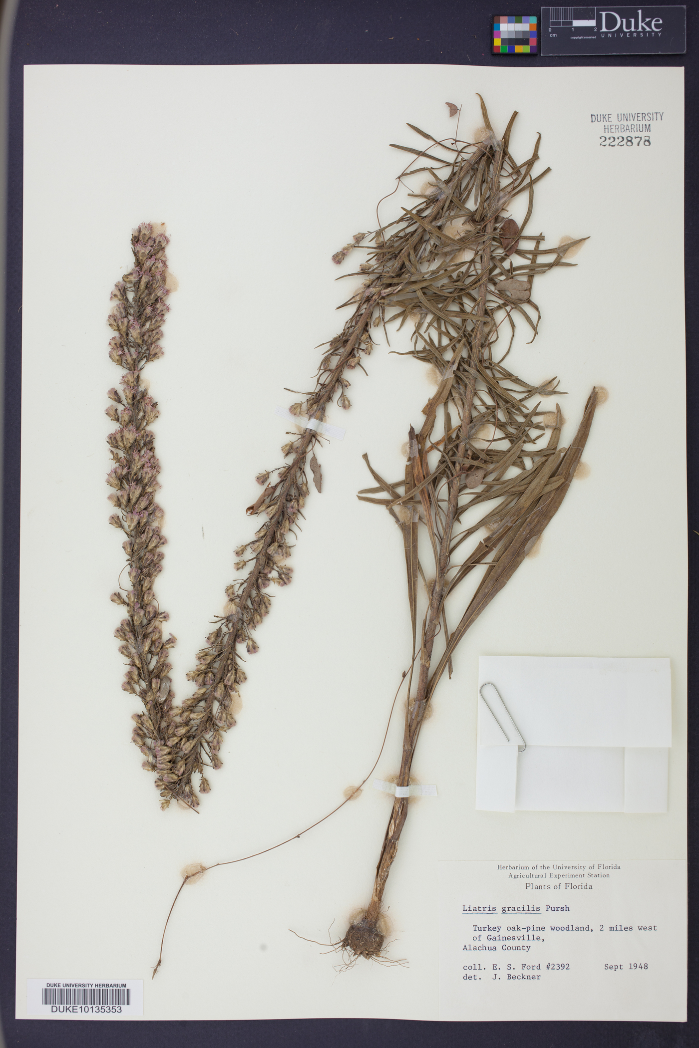 Liatris gracilis image