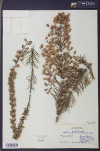 Liatris gracilis image