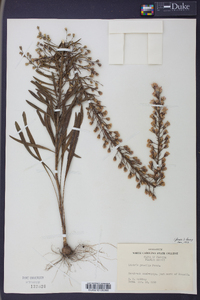 Liatris gracilis image