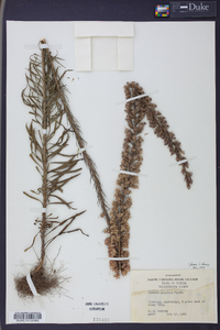 Liatris gracilis image