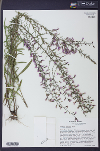 Liatris gracilis image