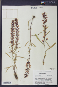 Liatris gracilis image