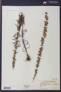 Liatris gracilis image