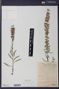 Liatris gracilis image