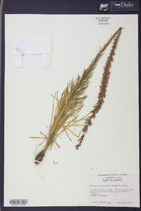 Liatris microcephala image