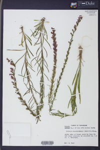 Liatris microcephala image