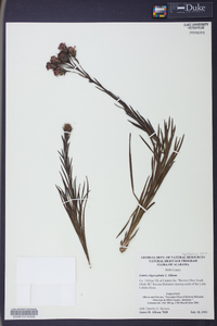 Liatris oligocephala image