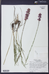 Liatris pilosa image