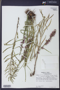 Liatris pilosa image