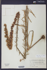 Liatris pilosa image