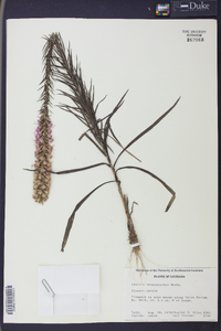 Liatris pycnostachya image