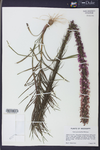 Liatris pycnostachya image