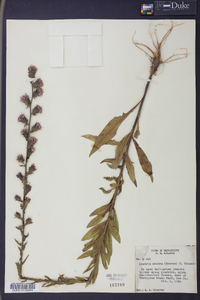 Liatris scabra image