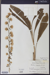 Liatris aspera image