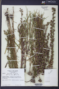 Liatris spicata image