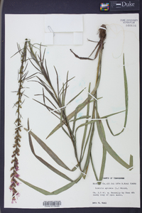 Liatris spicata image