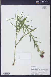 Liatris squarrosa image