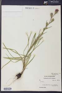 Liatris squarrosa image