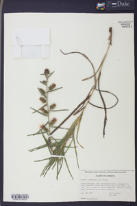 Liatris squarrosa image