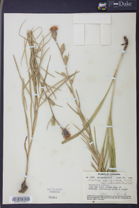 Liatris squarrosa image