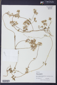 Mikania batatifolia image
