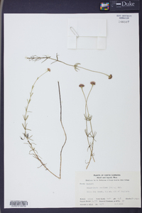 Sclerolepis uniflora image