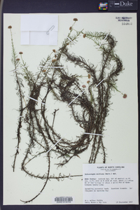 Sclerolepis uniflora image