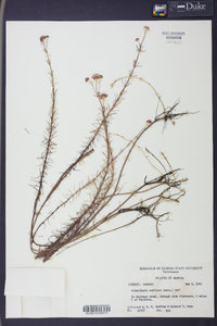 Sclerolepis uniflora image