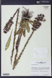 Trilisa paniculata image